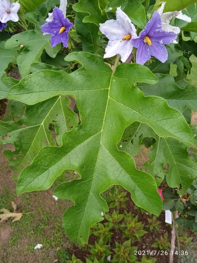 Solanum wrightii leaf