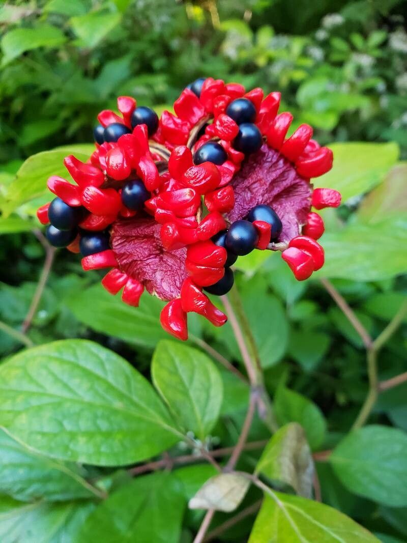 Paeonia obovata fruit