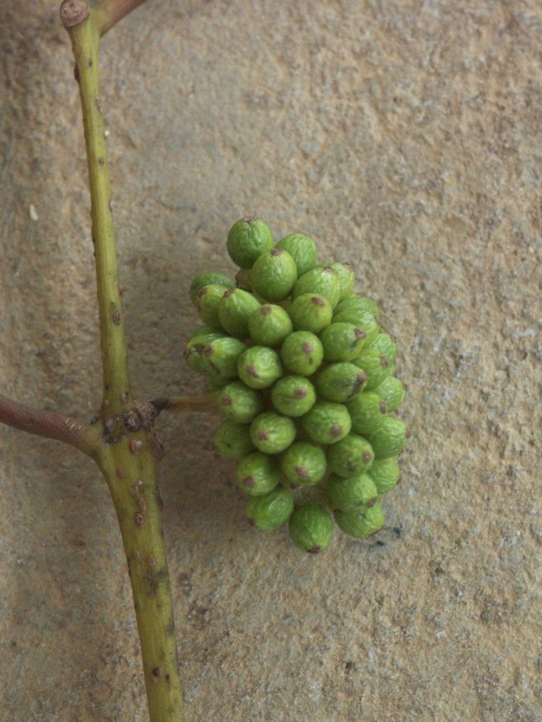 Hedycarya baudouinii — related species from the same genus