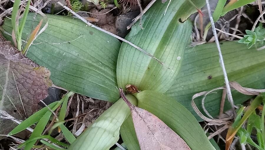Ophrys occidentalis — houseplant care guide