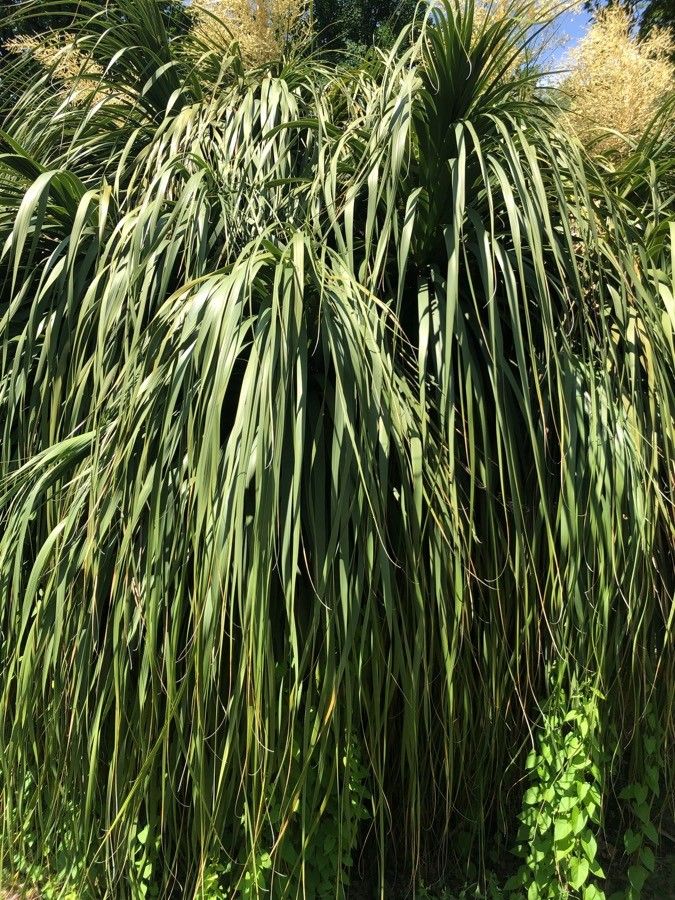 Nolina longifolia leaf