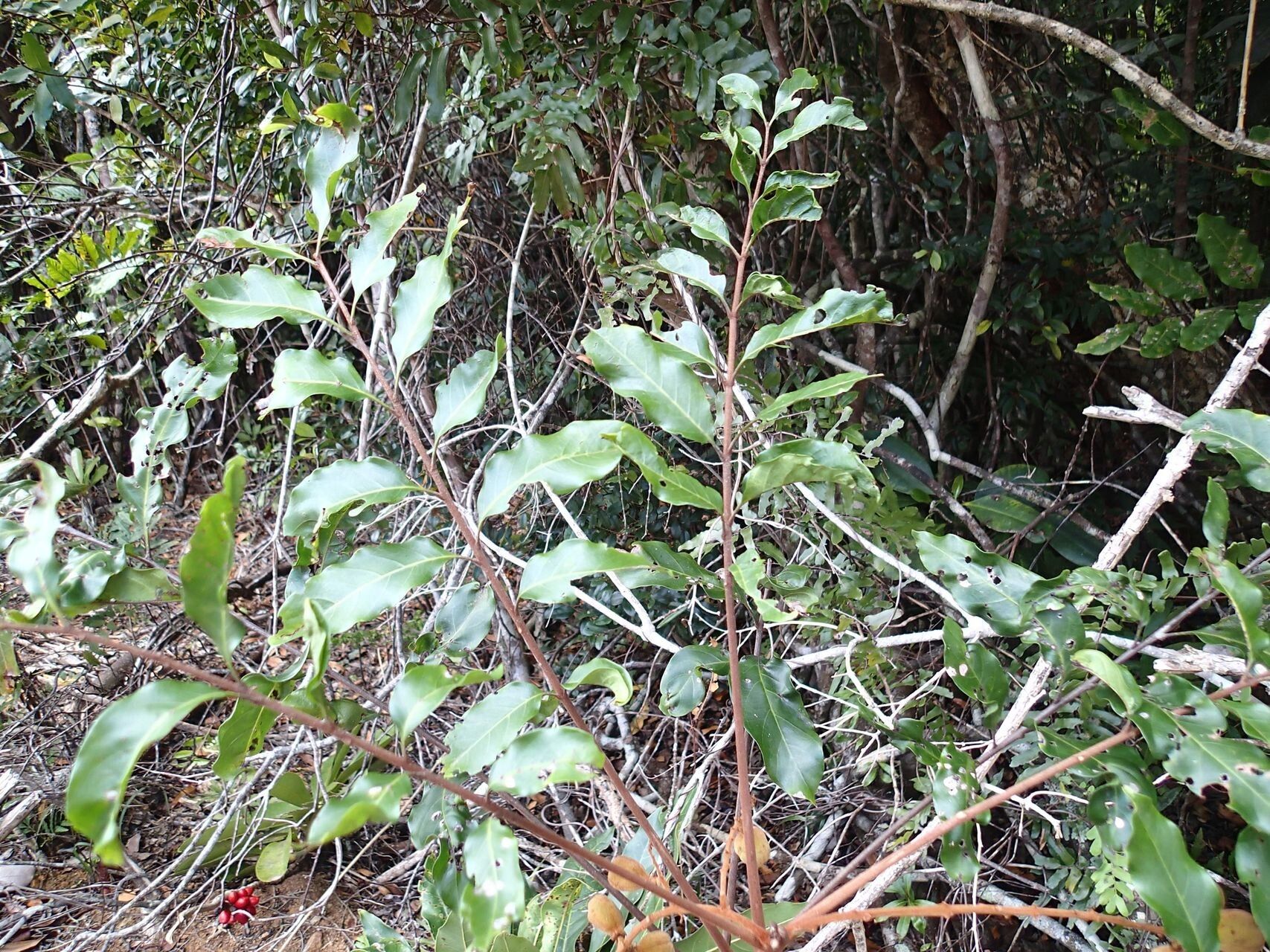Cupaniopsis azantha habit