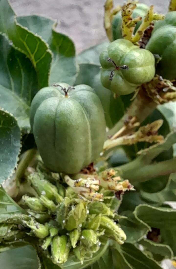 Jatropha peiranoi fruit