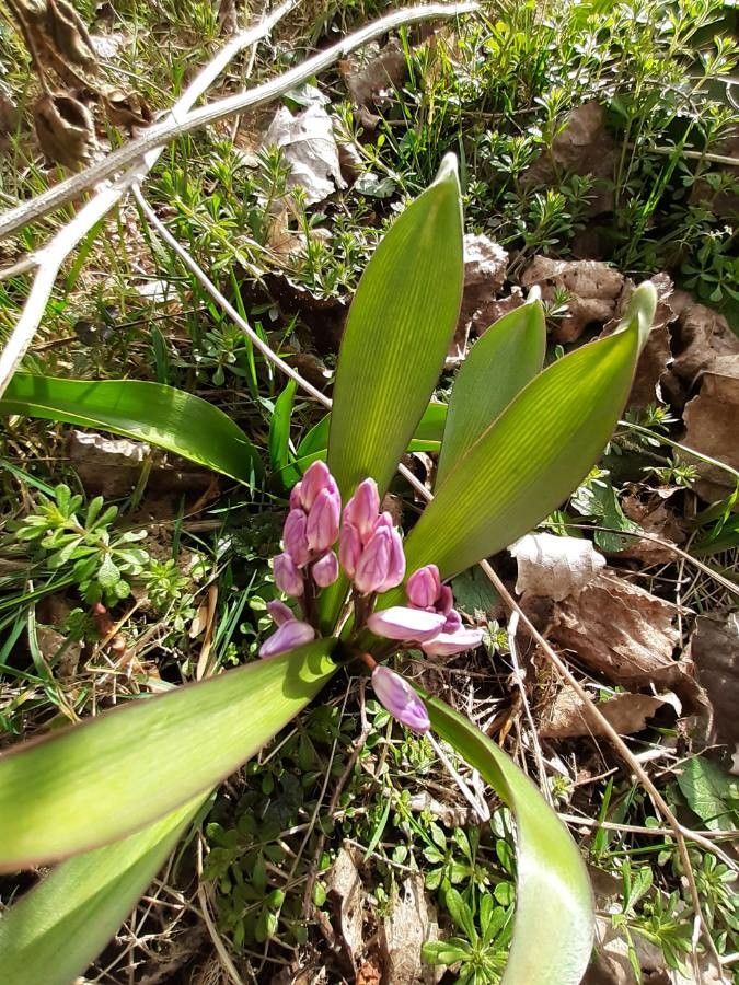 Allium cratericola flower