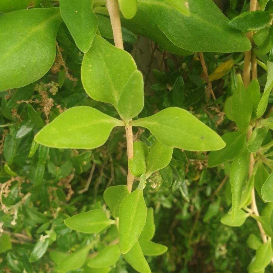 Tetragonia implexicoma leaf