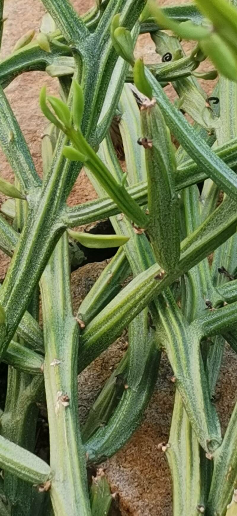 Kleinia madagascariensis bark