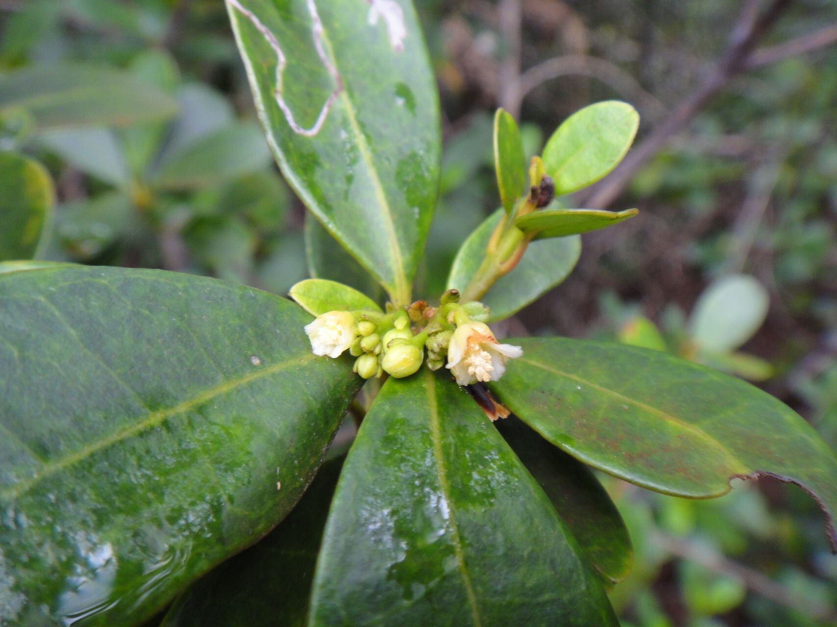Baloghia alternifolia flower