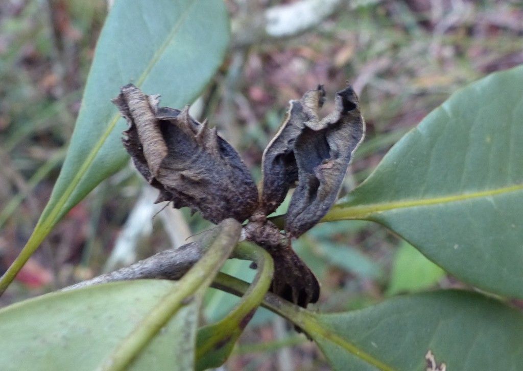Pittosporum aliferum fruit
