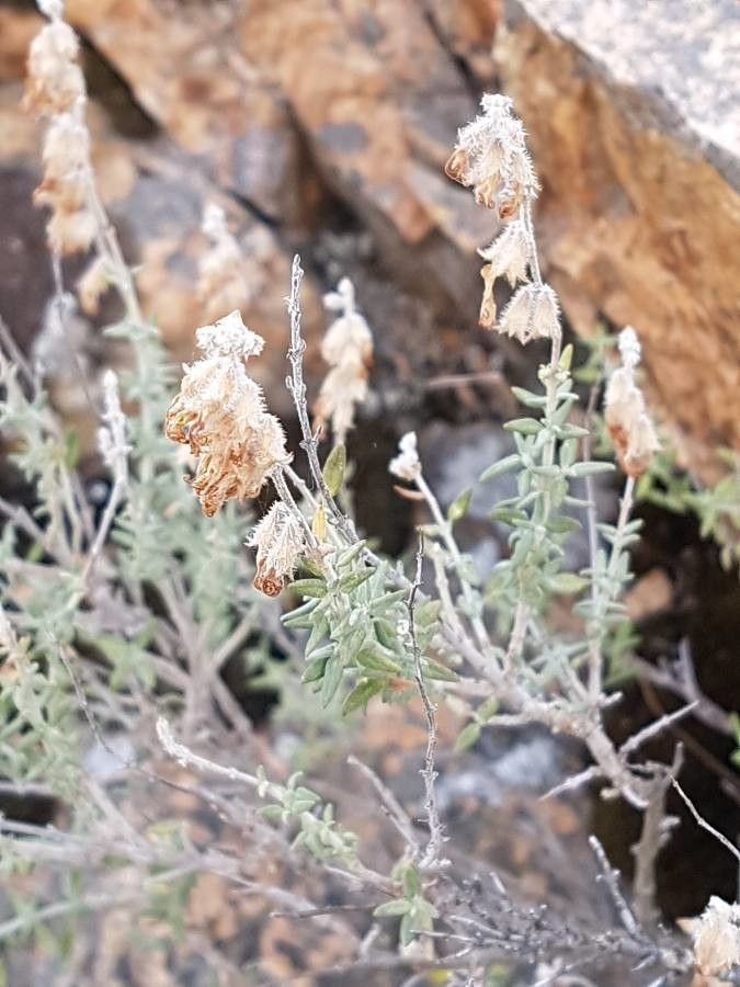 Teucrium polium fruit
