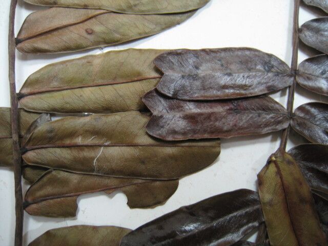 Dimorphandra polyandra other