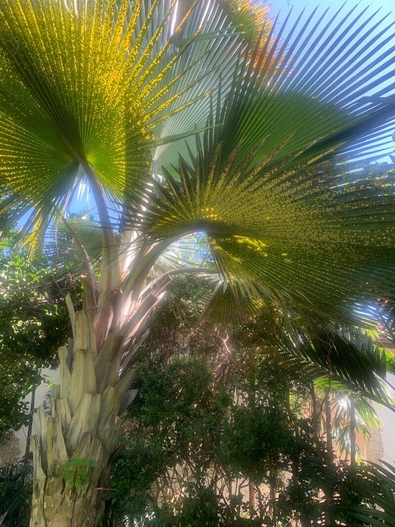 Copernicia fallaensis — related species from the same genus