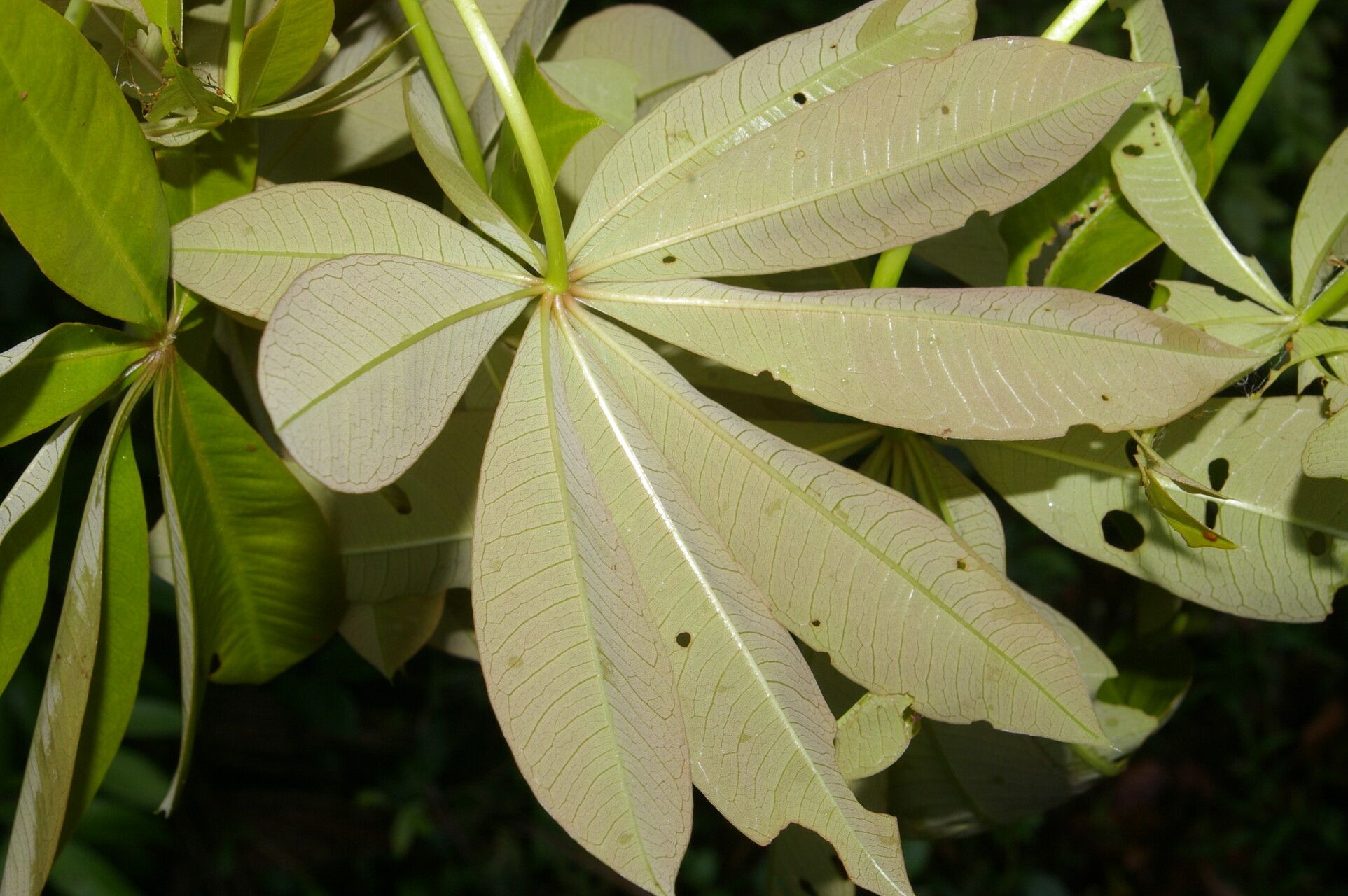 Spirotheca rosea leaf