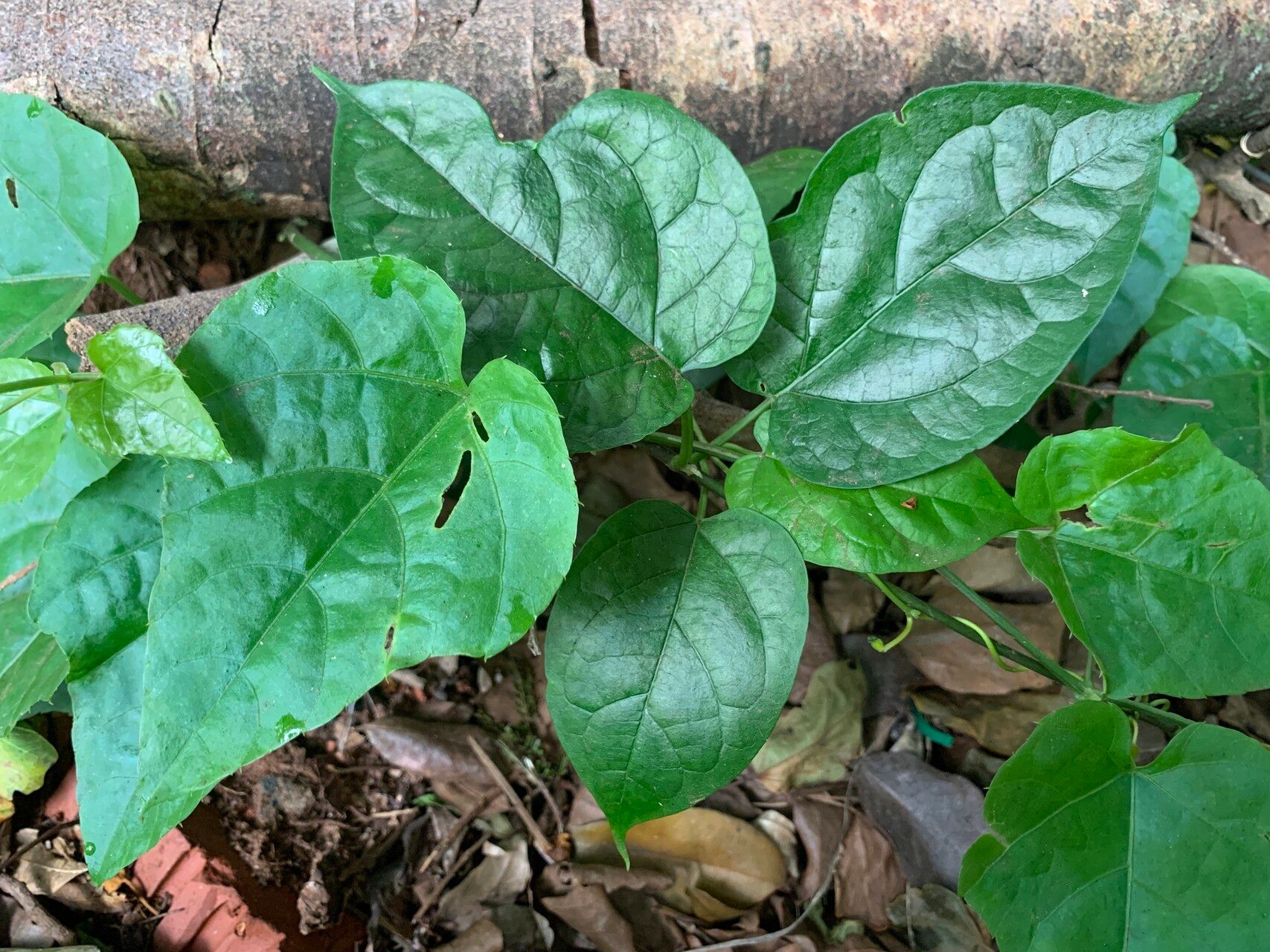 Telosma africana — related species from the same genus