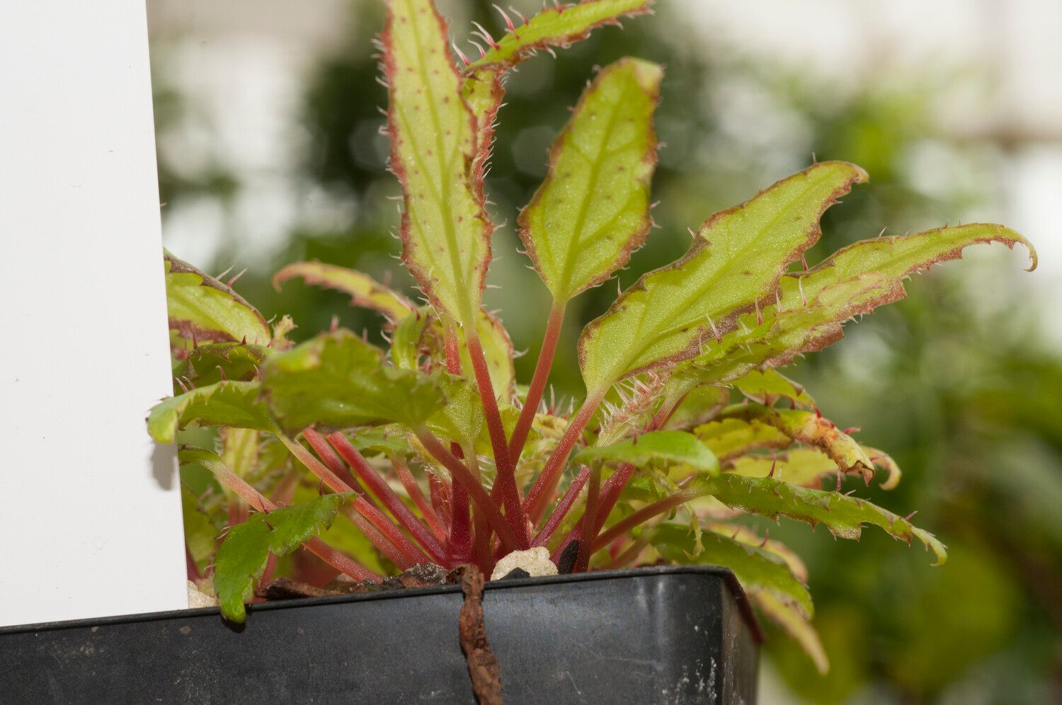 Begonia antongilensis leaf