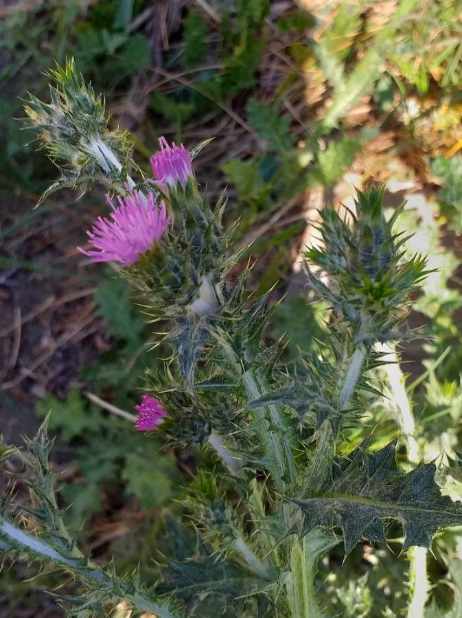 Carduus pycnocephalus flower