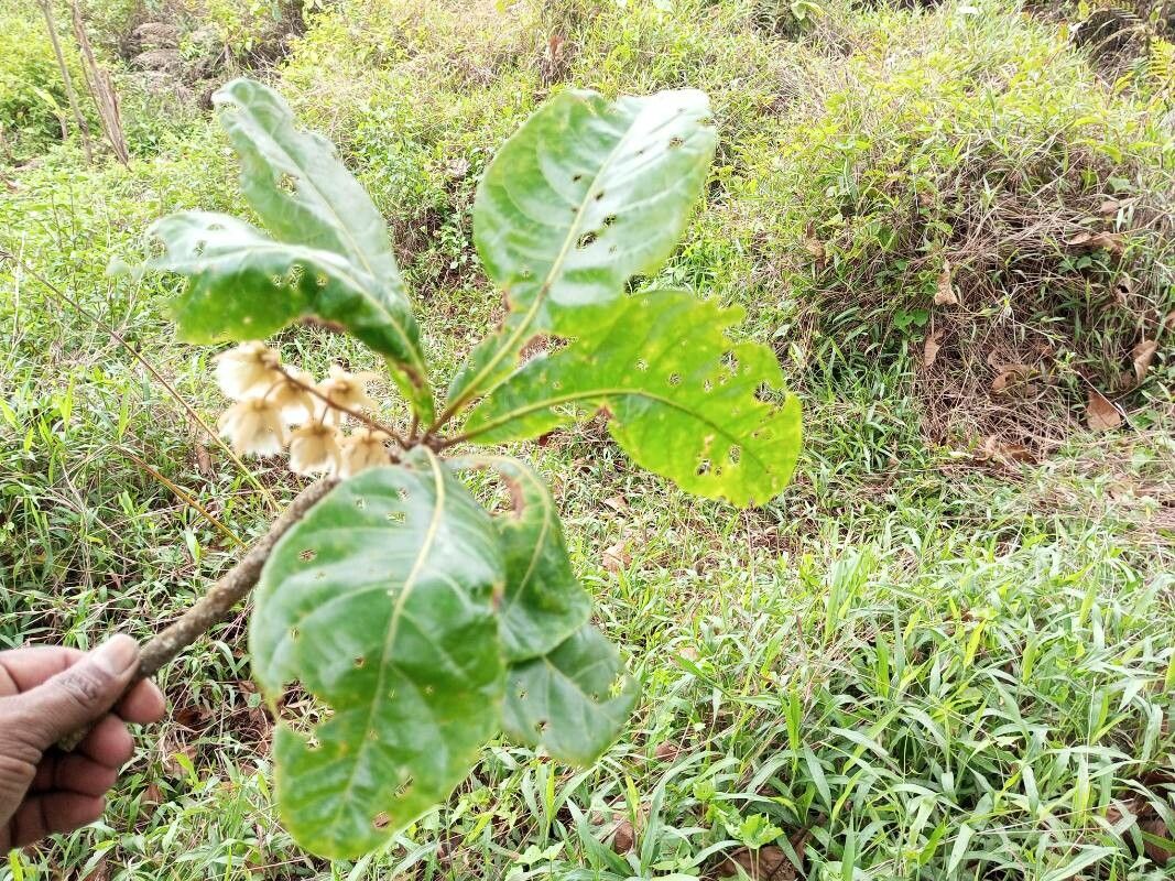 Elaeocarpus tuberculatus — houseplant care guide