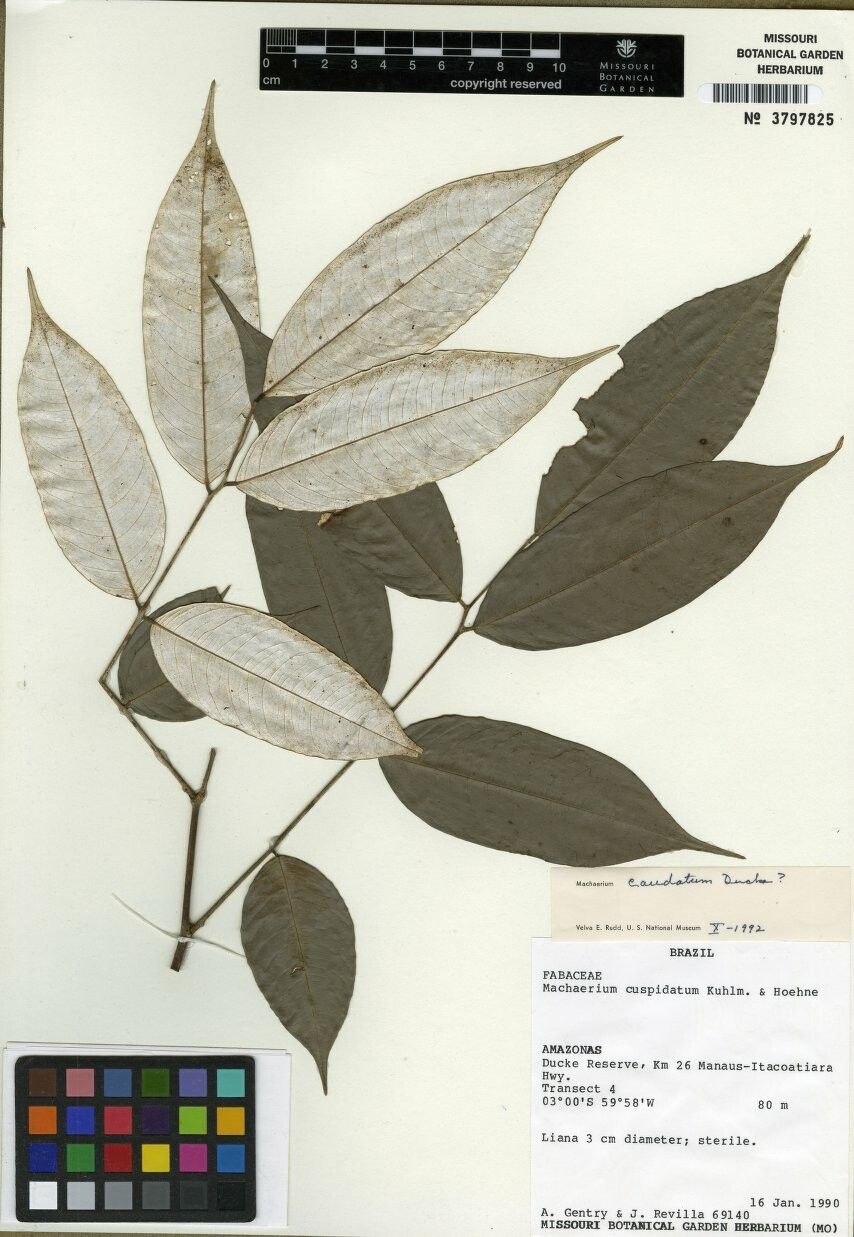 Machaerium caudatum — houseplant care guide