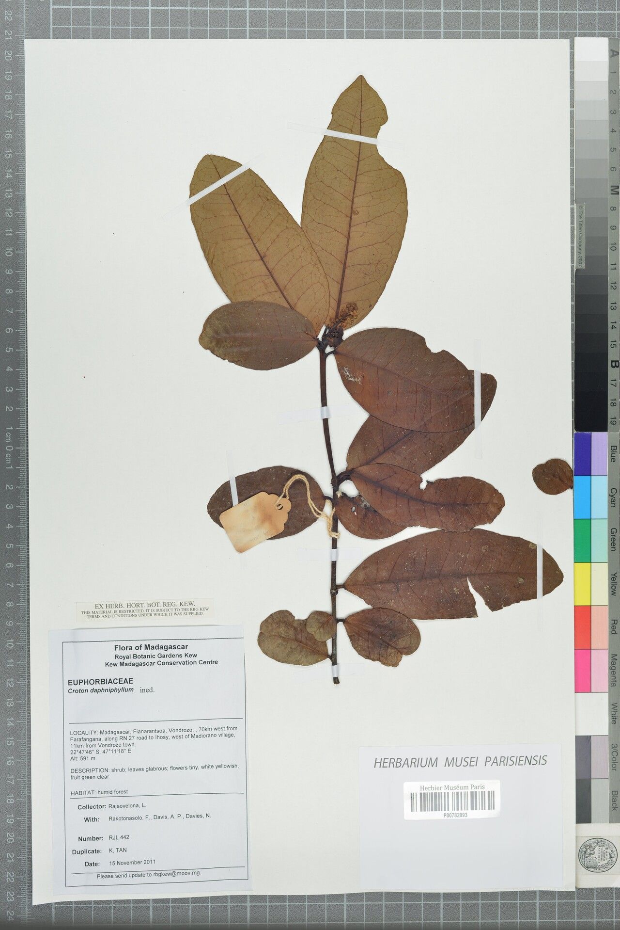 Croton tanalorum — houseplant care guide