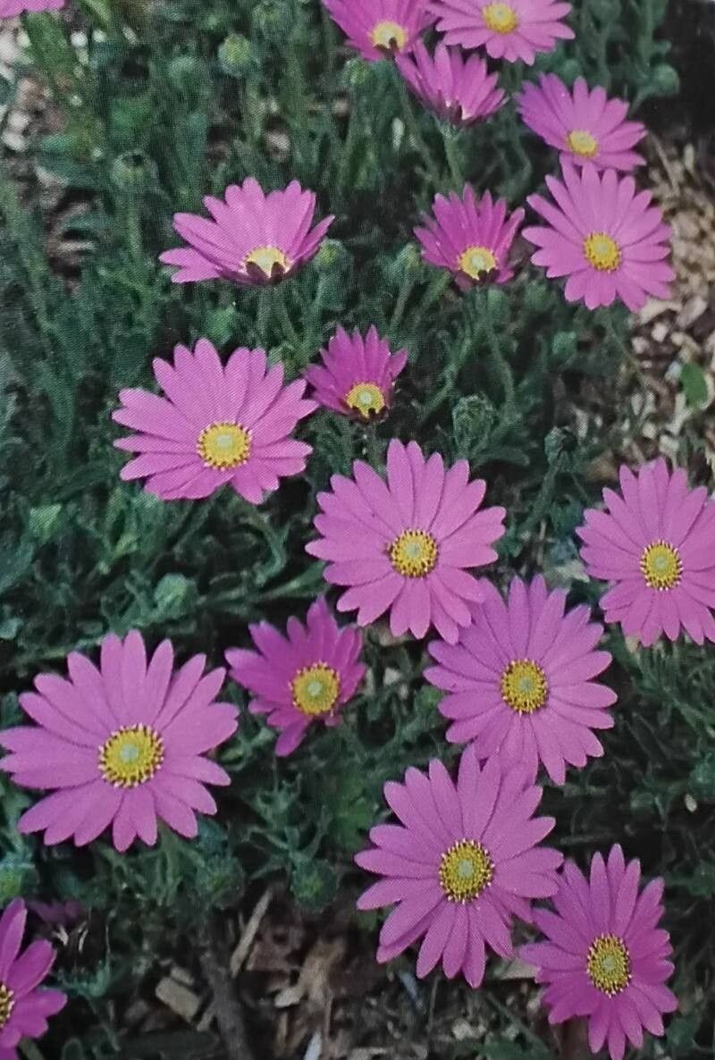 Dimorphotheca barberae — related species from the same genus