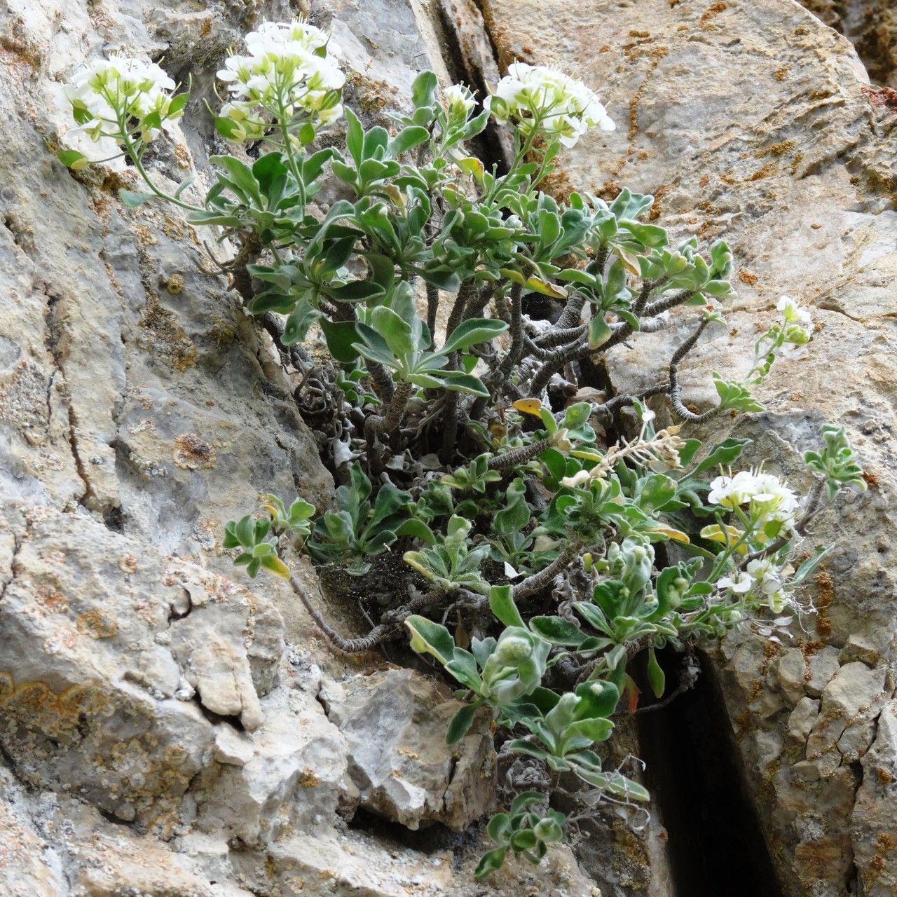 Hormathophylla pyrenaica habit