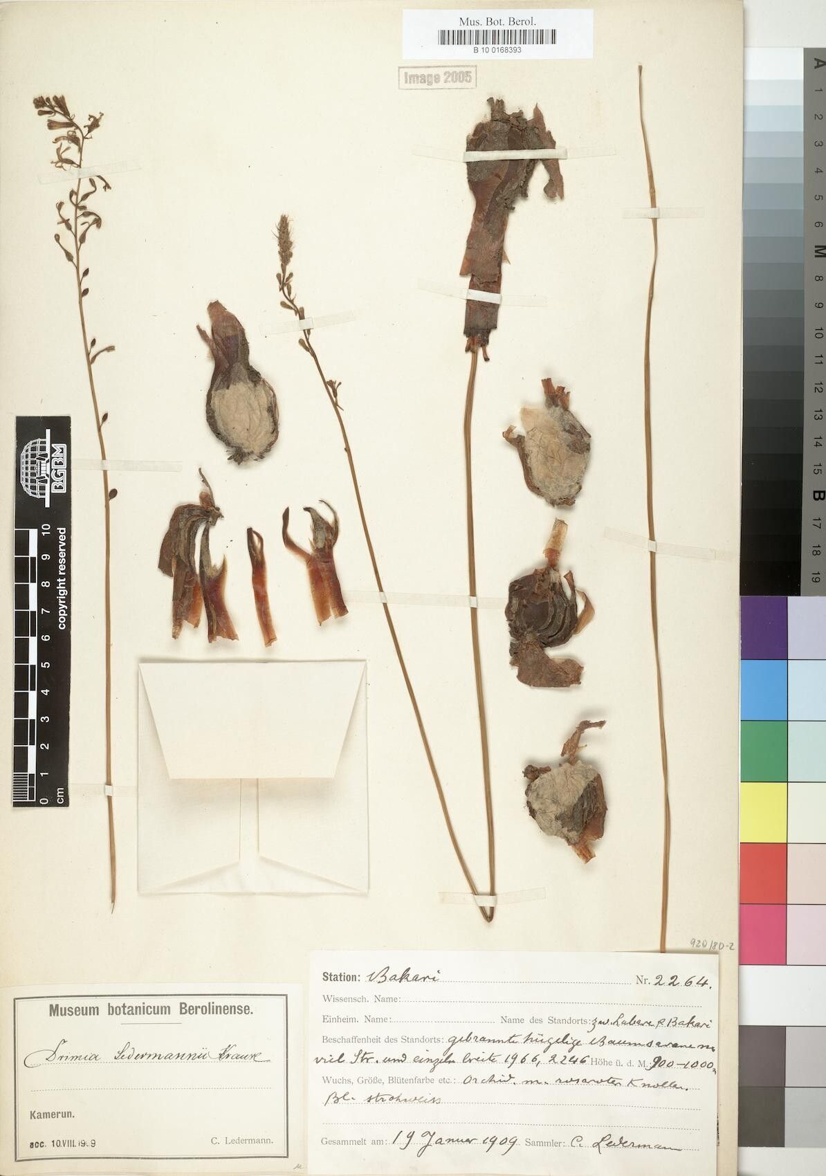 Drimia ledermannii — search result for 'Drimia'