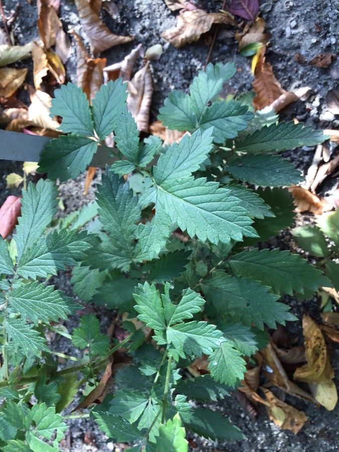 Agrimonia procera leaf