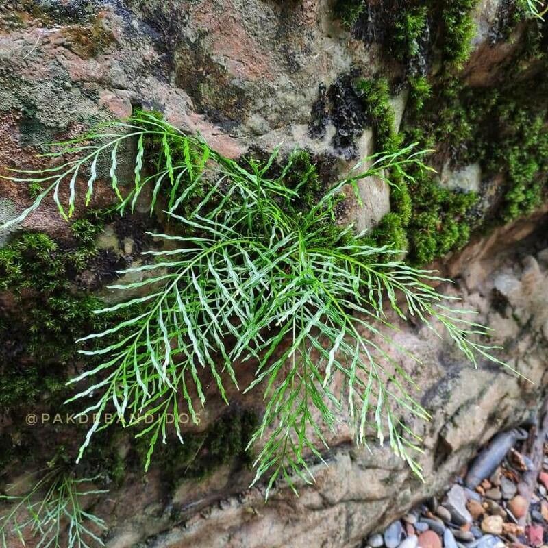 Asplenium novae-caledoniae — houseplant care guide
