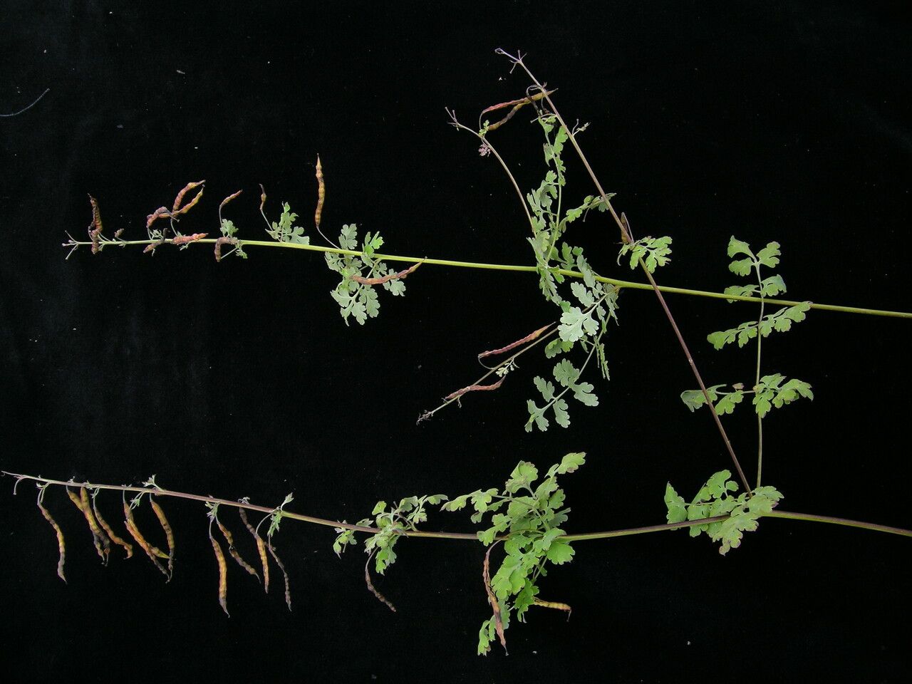 Corydalis flaccida — houseplant care guide