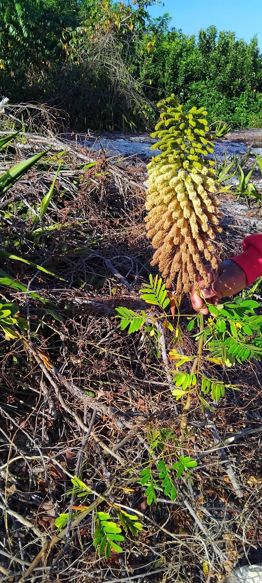 Entada polyphylla — search result for 'Entada'