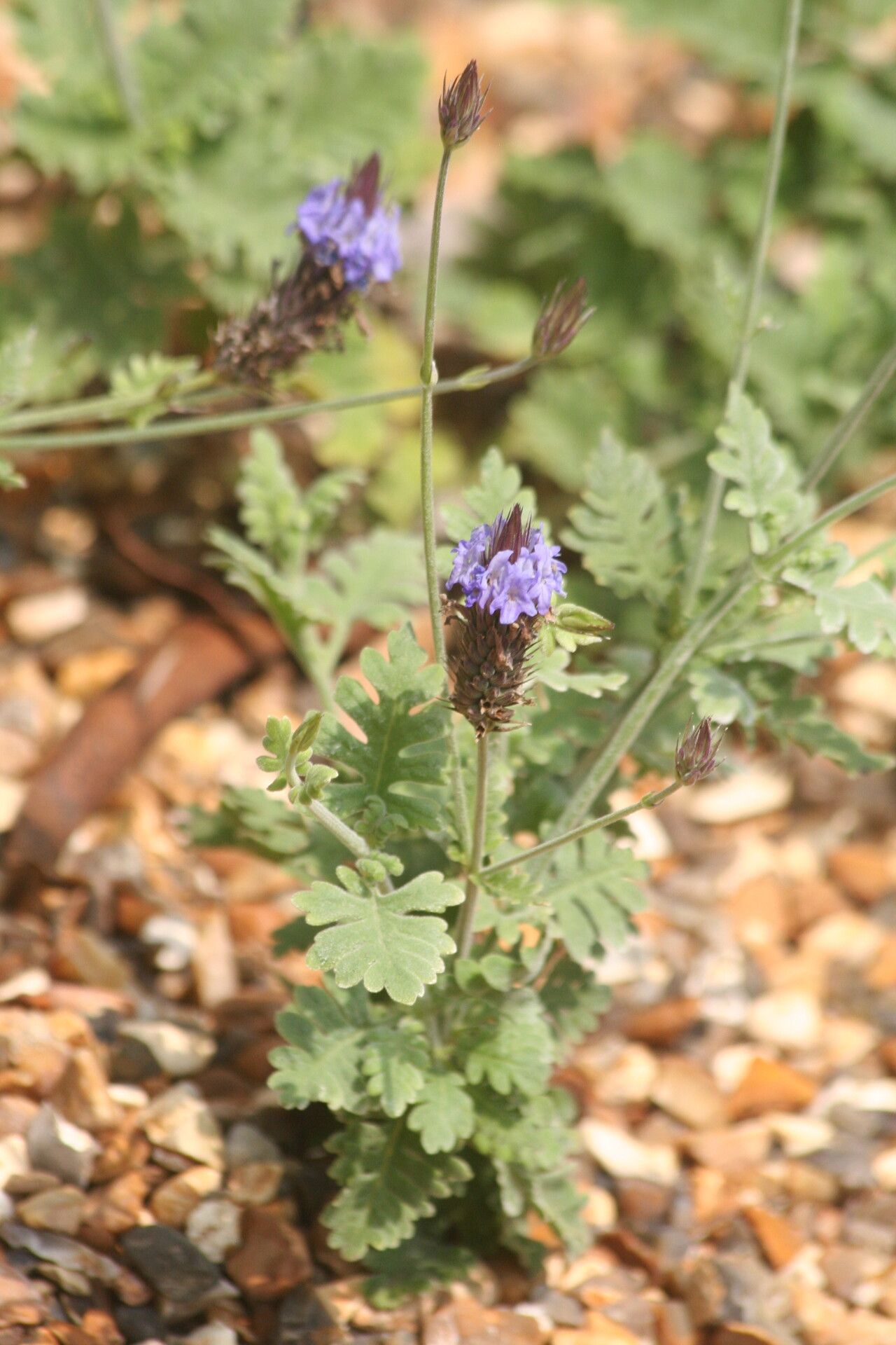 Lavandula aristibracteata