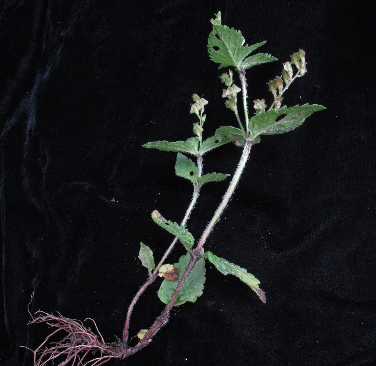 Veronica deltigera — houseplant care guide