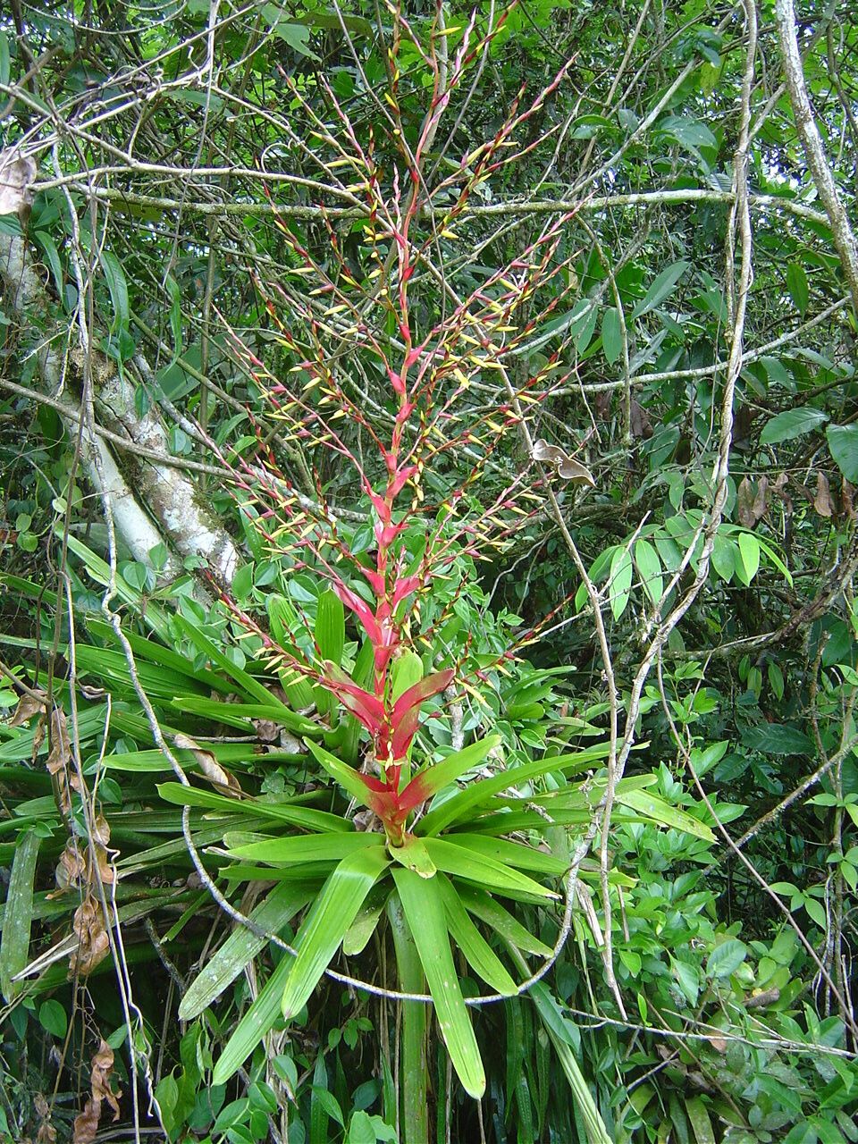 Vriesea philippocoburgii — houseplant care guide