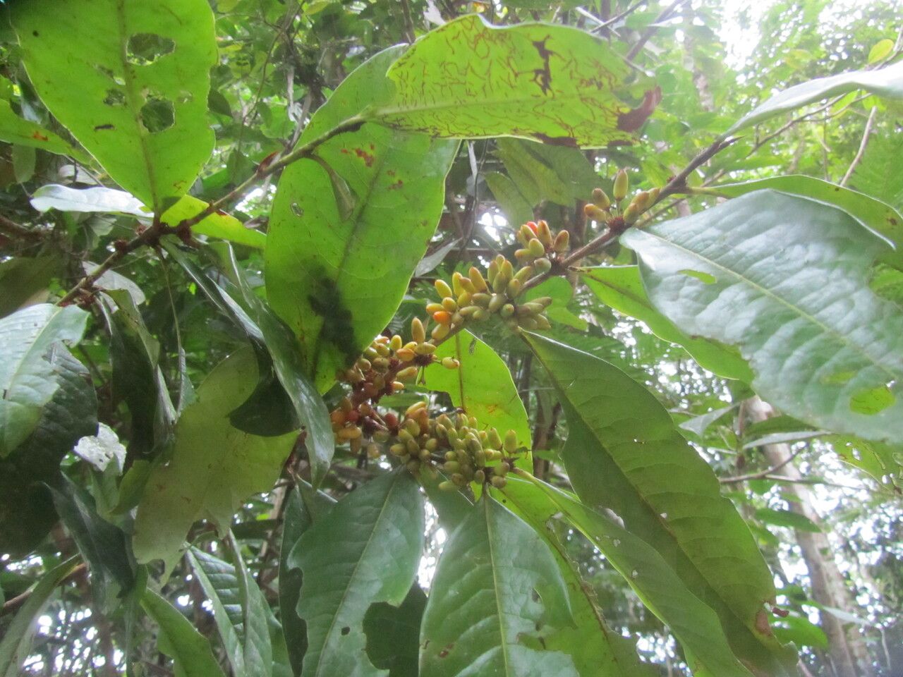 Erythroxylum macrophyllum — houseplant care guide