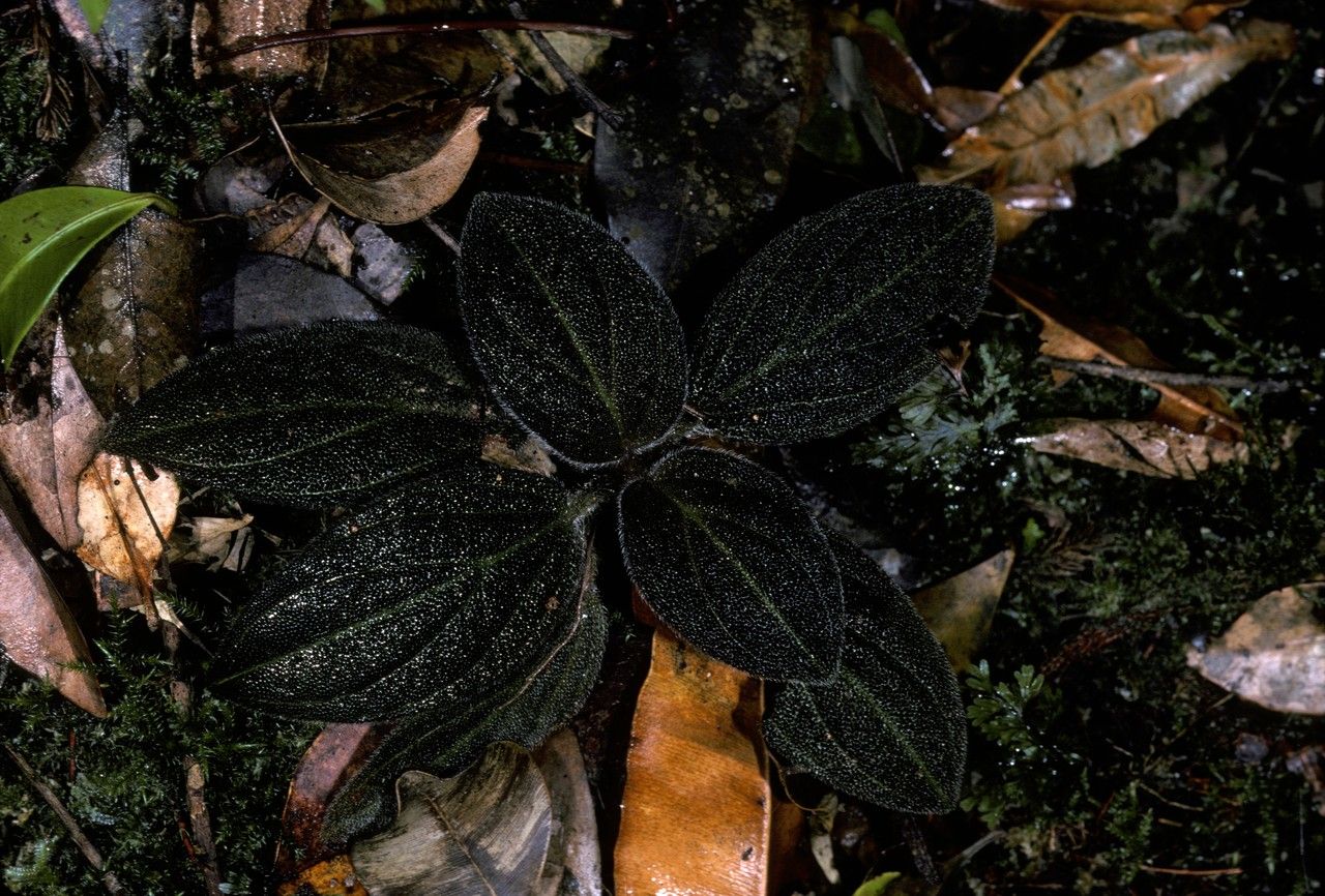 Sonerila hirsuta — related species from the same genus