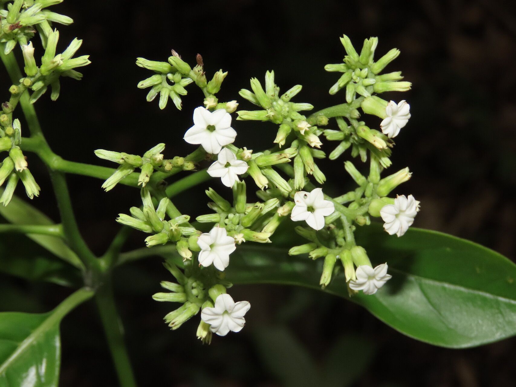 Heliotropium verdcourtii flower