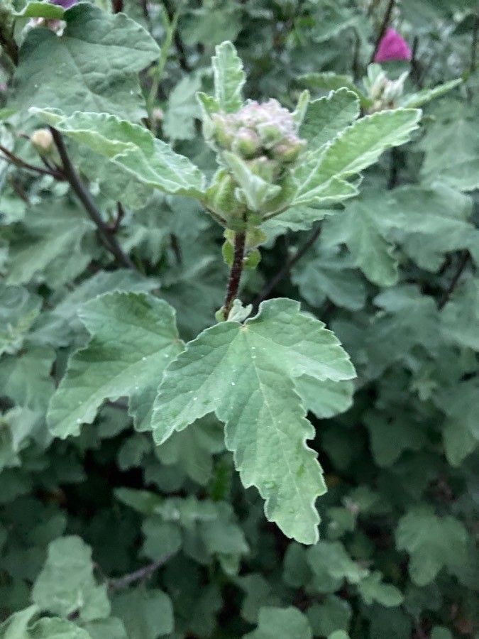 Malva thuringiaca leaf