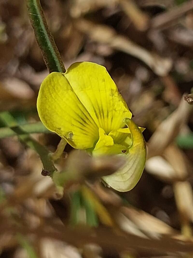 Crotalaria pervillei flower