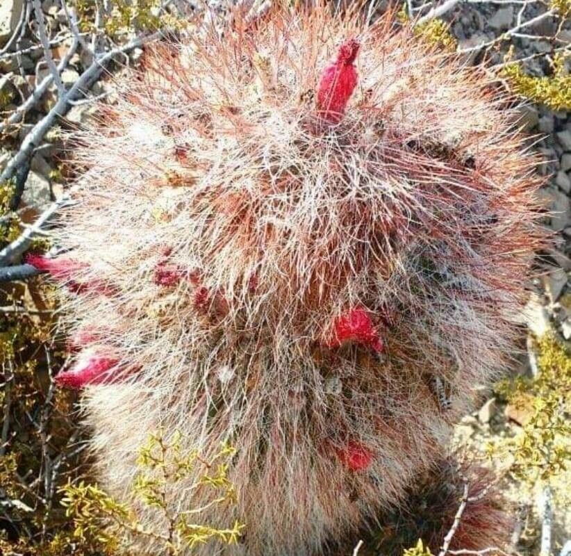 Denmoza rhodacantha flower