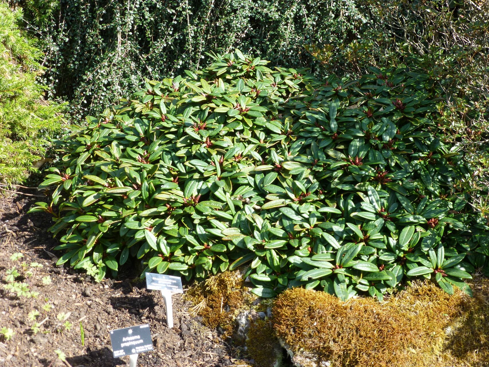Rhododendron pronum habit