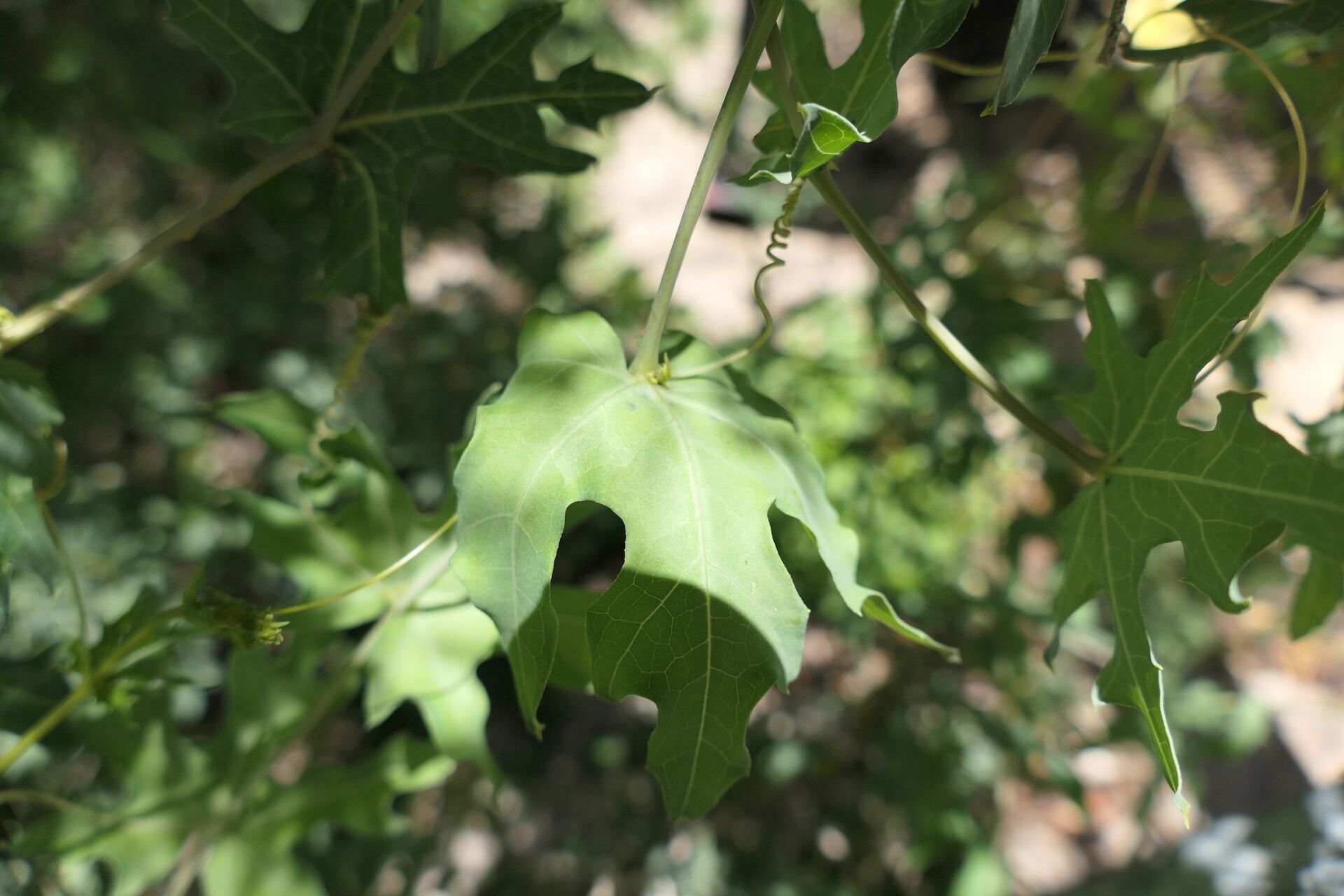 Coccinia sessilifolia leaf
