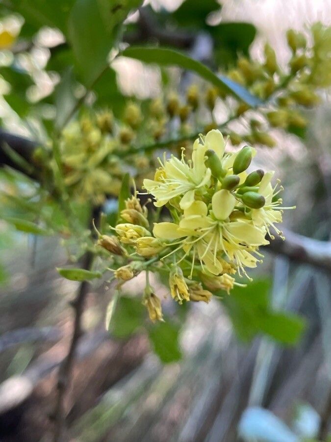 Haematoxylum Campechianum flower