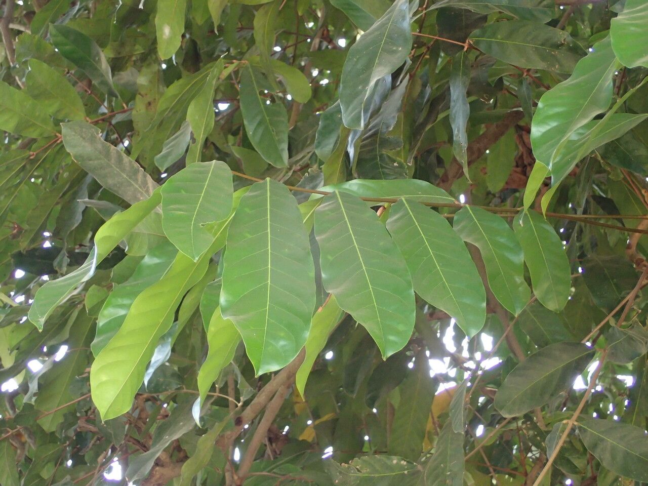 Daniellia oliveri — search result for 'Tropical West Africa'