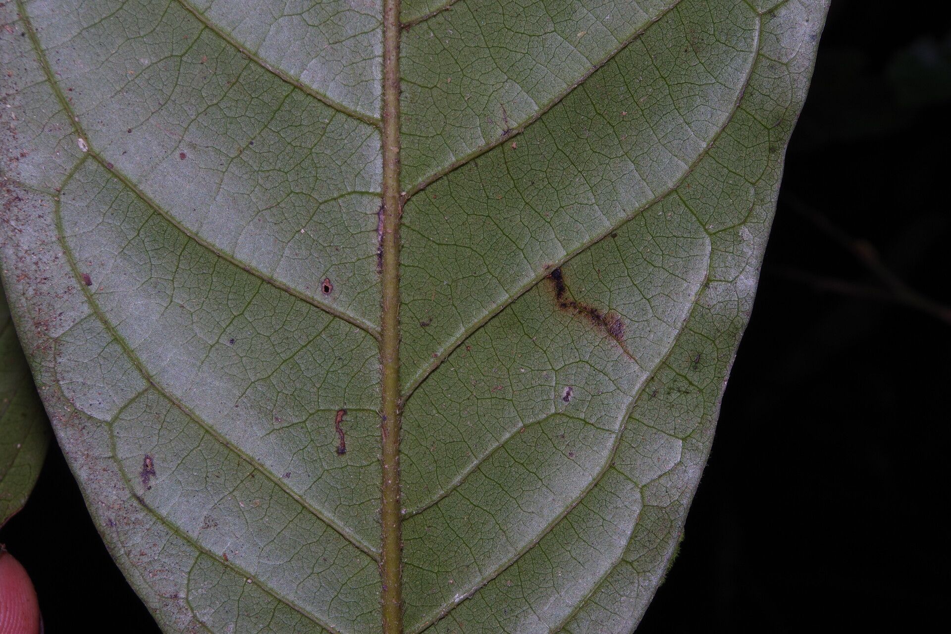Artabotrys thomsonii leaf