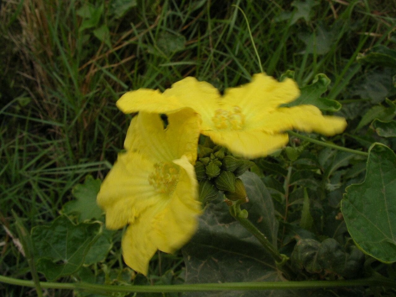 Luffa cylindrica flower