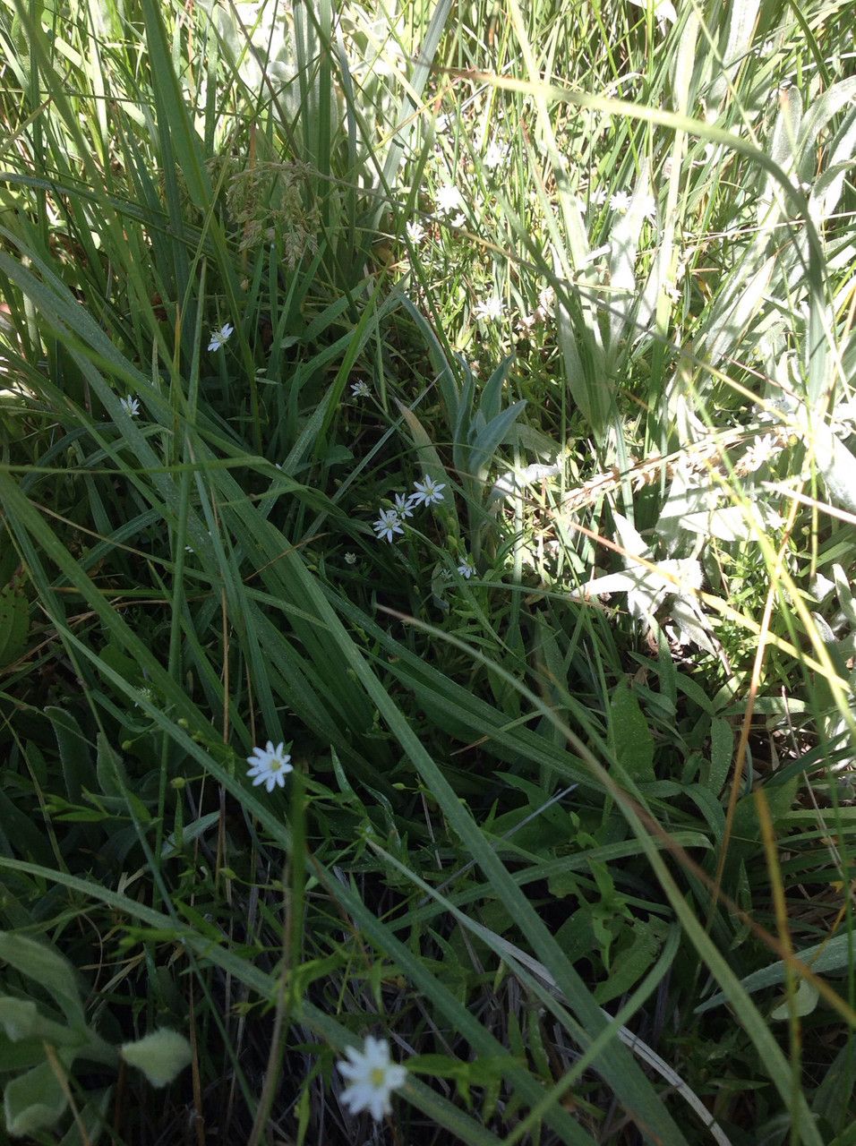 Stellaria longipes habit