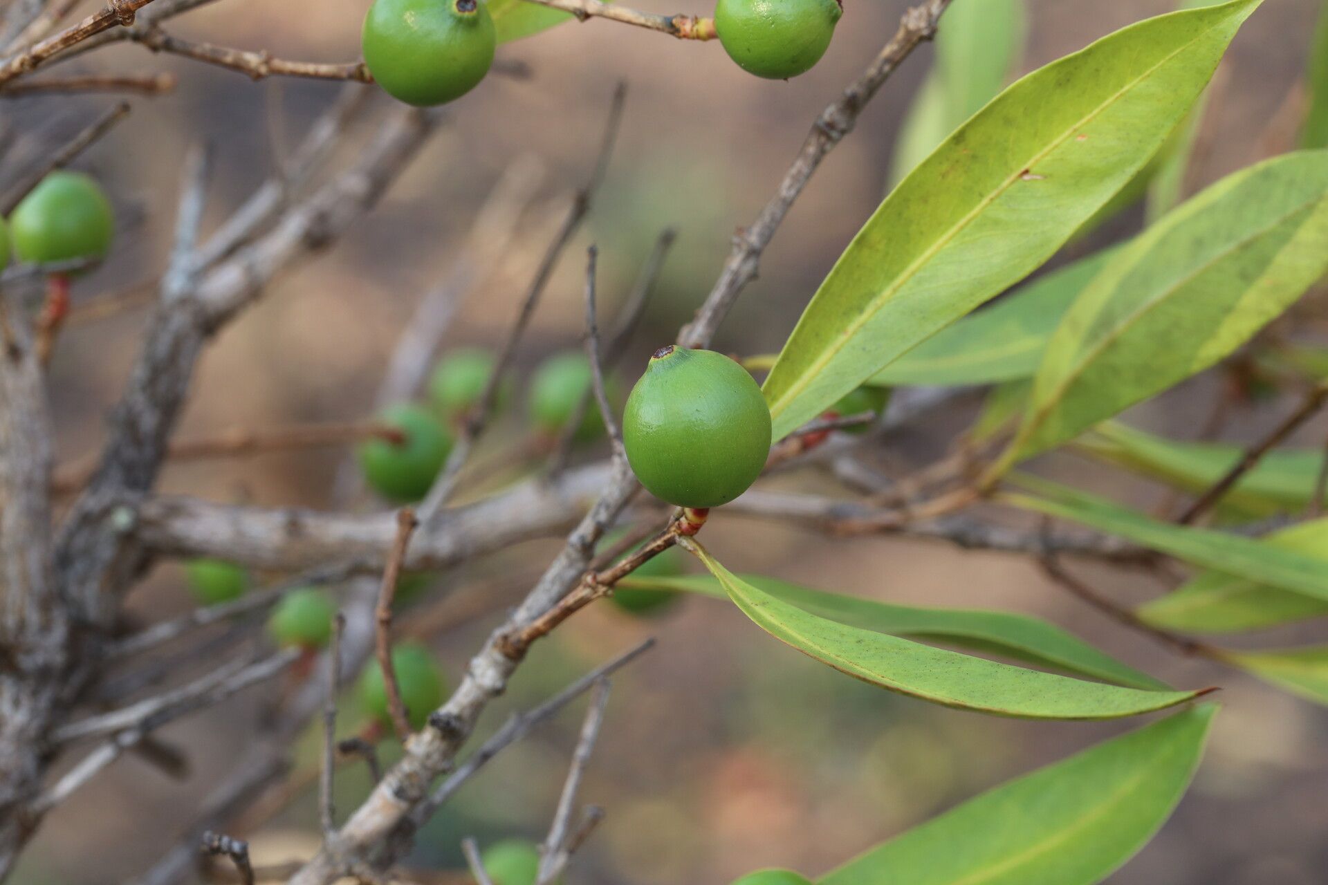 Garcinia huillensis fruit
