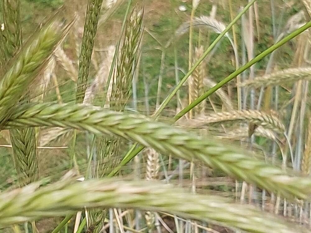 Secale montanum fruit