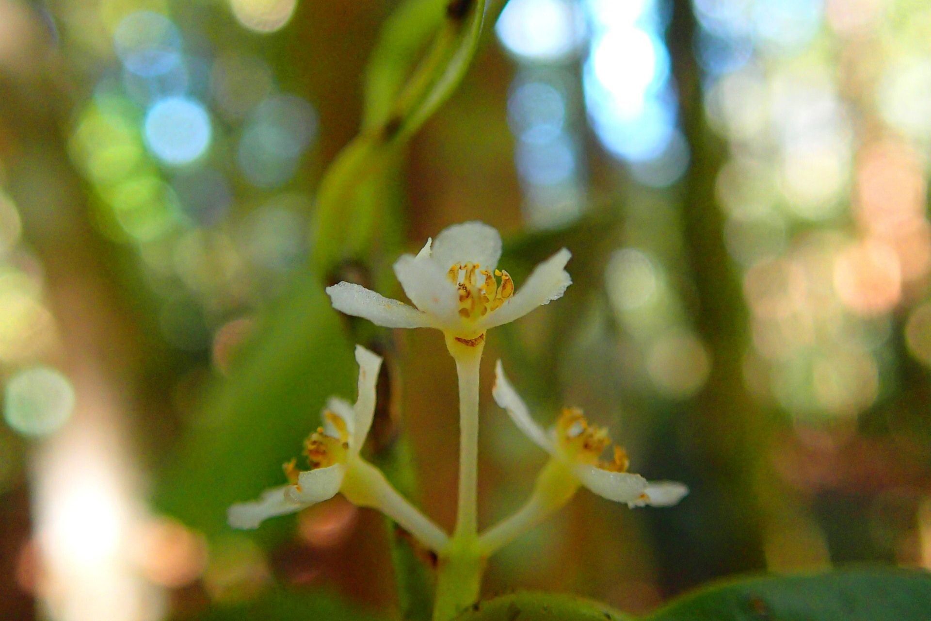 Nemuaron vieillardii flower