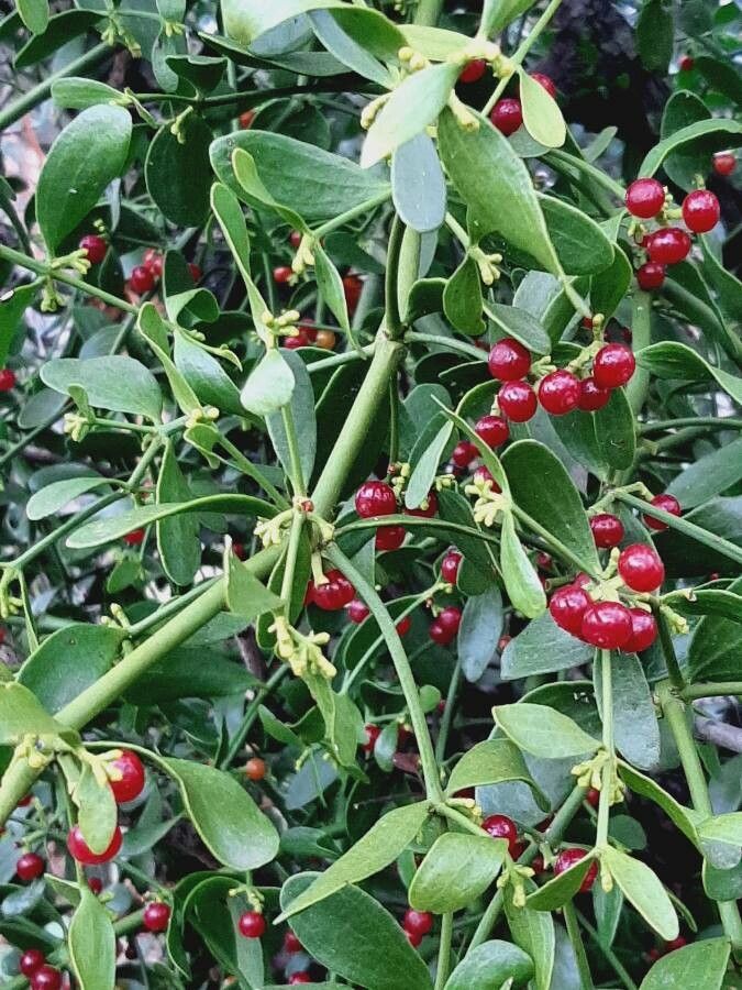 Viscum cruciatum fruit