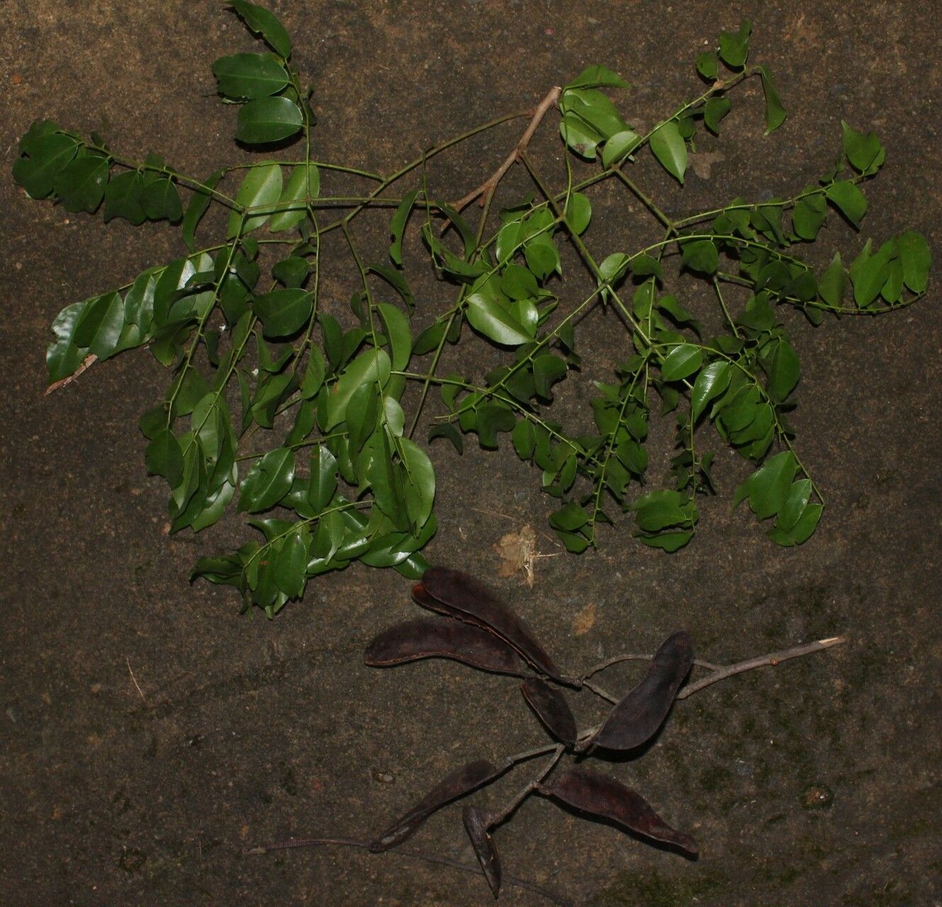 Erythrophleum ivorense leaf